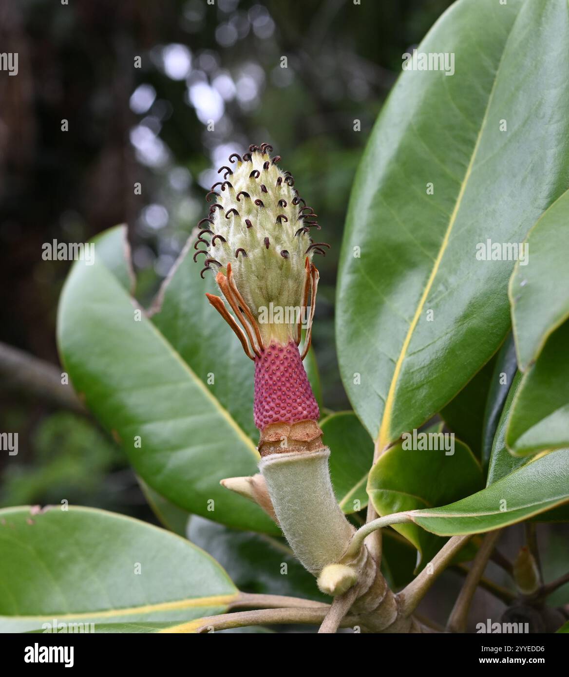 Frucht des Magnolienbaums – Magnolia grandiflora – Samen Stockfoto