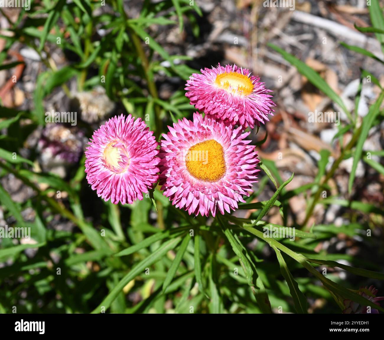 Mohave Serie Strawflower Flower - Paper Gänseblümchen - Bracteantha bracteata - lebendige Blume mit violetten rosa Blüten und gelber Mitte Stockfoto