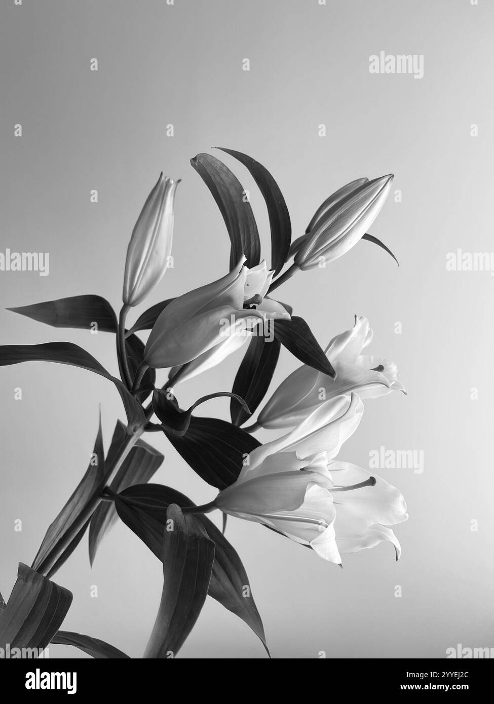 Frische Liliumblüten in Schwarz-weiß-Farben Stockfoto