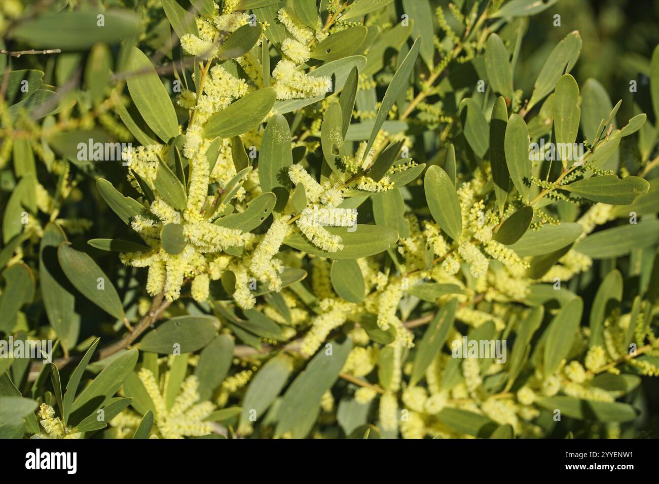 Acacia sophorae blüht in einem hellen Gelbton, Nahaufnahme mit den ovalen Blättern. Stockfoto