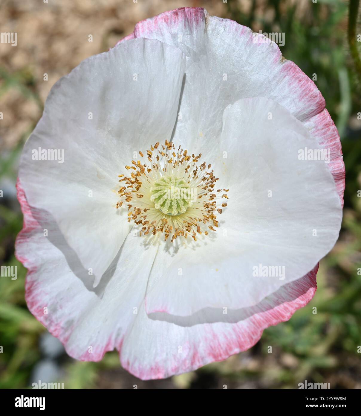 Rosa Shirley Mohnblume - Papaver Rhoeas - hauptsächlich weiß Stockfoto