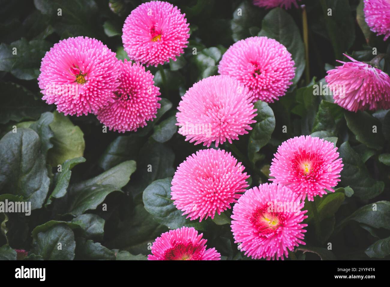 Eine lebhafte Ansammlung von leuchtend rosa Blumen. Stockfoto