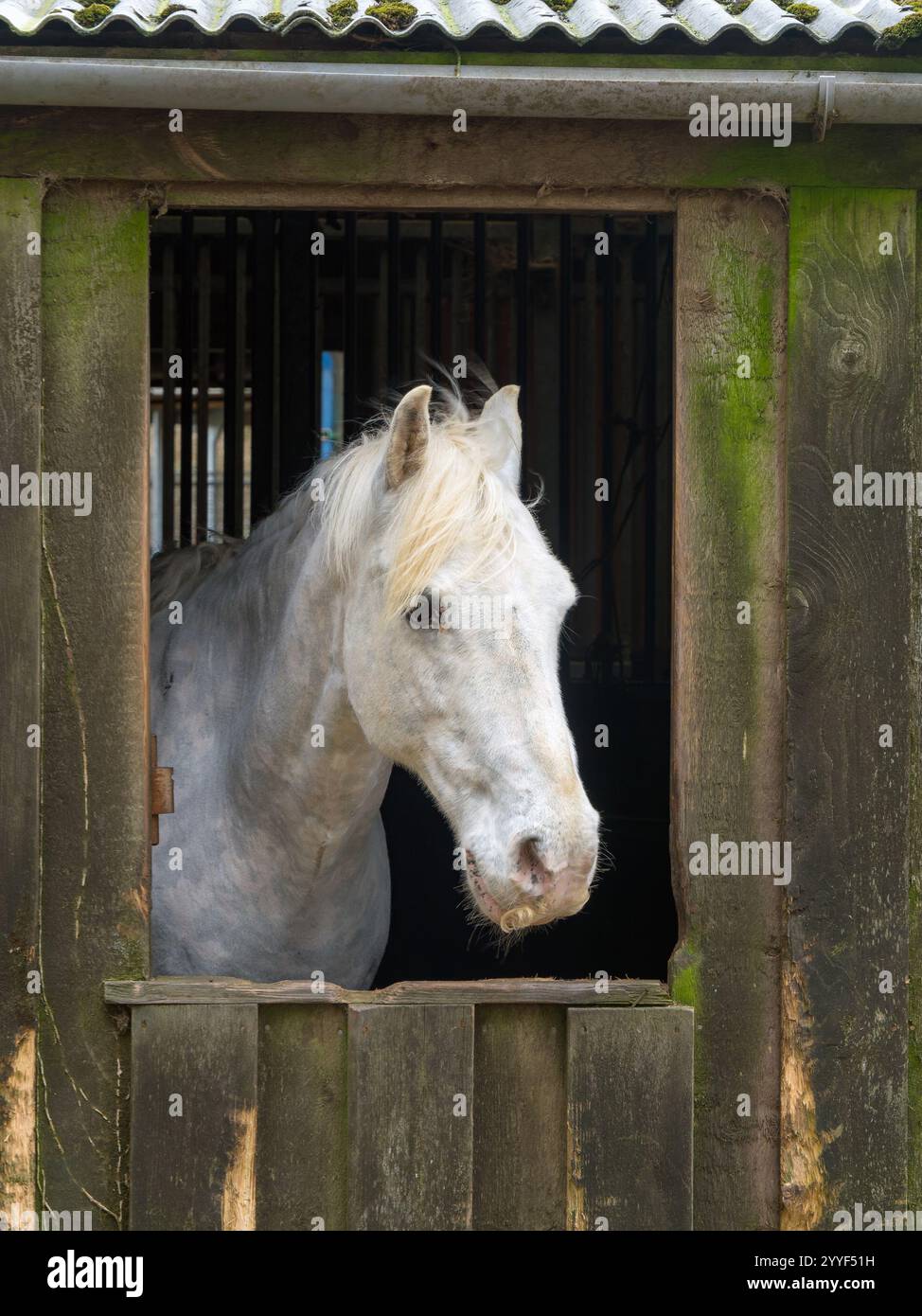 Der Kopf eines hübschen weißen Pferdes, der aus einem rechteckigen Holzstallfenster blickt, Somerby Equestrian Centre, Leicestershire, England, Großbritannien Stockfoto