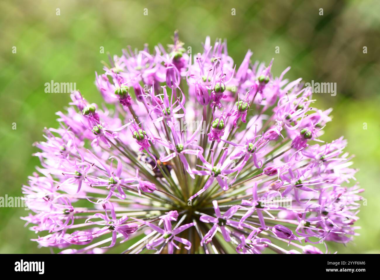 Christophoruszwiebeln. Riesige Zwiebelblume. Große Knospe mit violetten Blütenständen auf pastellrosa Hintergrund. Christoph's allium. Stockfoto