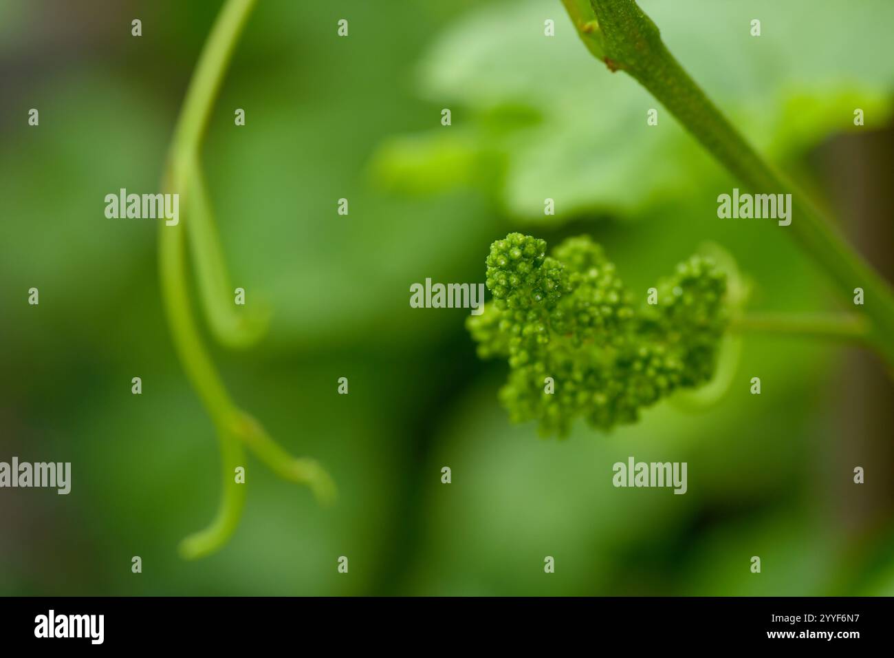 Die Jungblüte von Trauben an der Rebennaht. Weinrebe mit grünen Blättern und Knospen, die auf einer Weinrebe im Weinberg blühen. Frühlingsknospen sprießen Stockfoto