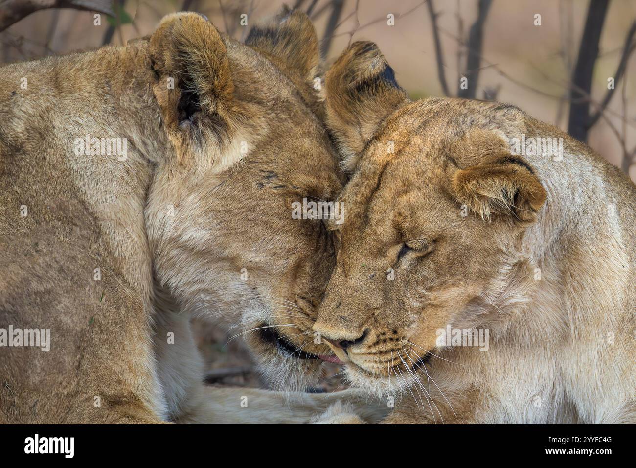 Zwei afrikanische Löwen teilen sich einen intimen und zärtlichen Moment und kuscheln sich gegenseitig mit geschlossenen Augen in einer ruhigen Tierwelt Stockfoto