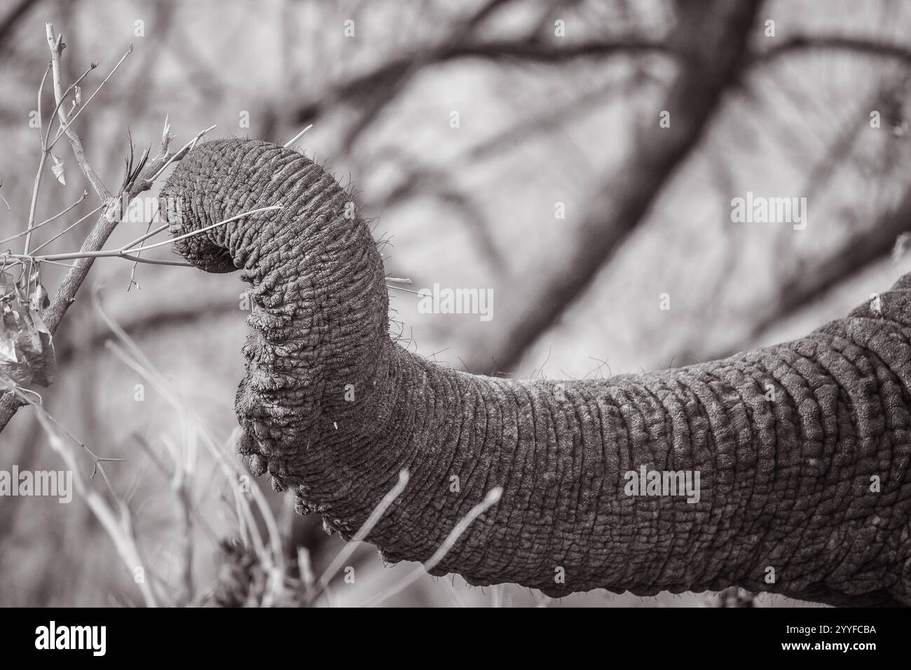 Monochrome Nahaufnahme des strukturierten Stammes eines Elefanten, der einen Zweig ergreift, mit komplizierten Details und einem weichen, verschwommenen Hintergrund Stockfoto