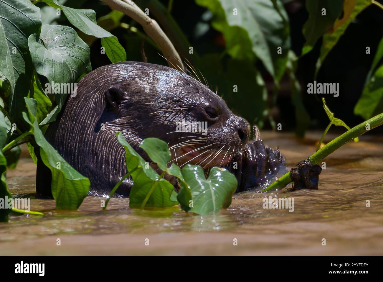 Nahaufnahme eines Riesenotters, der in einem natürlichen Lebensraum, umgeben von üppiger grüner Vegetation und ruhigem Wasser, füttert Stockfoto