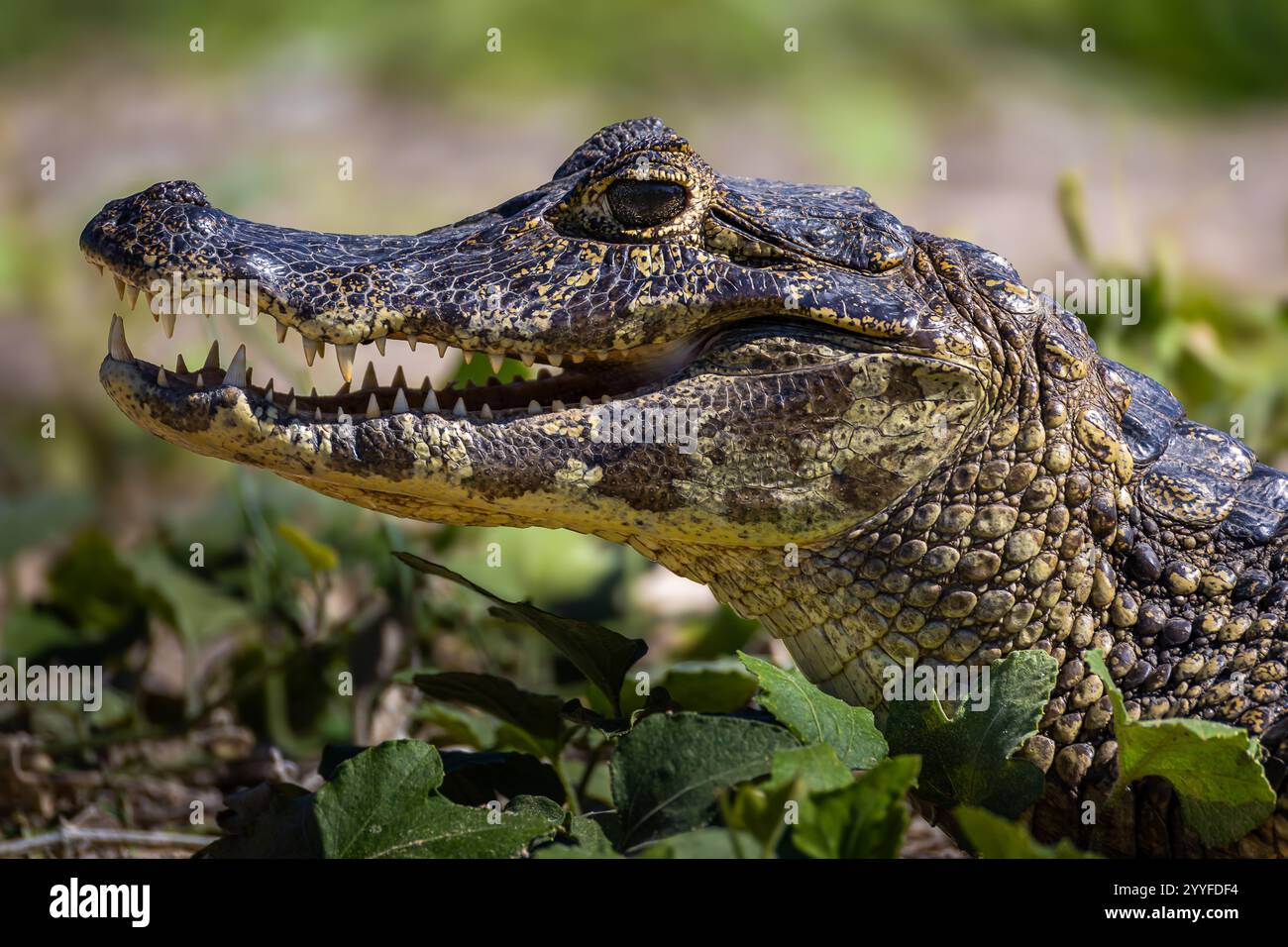 Seitenprofil eines Brillenkaimans mit offenem Kiefer, mit scharfen Zähnen, strukturierten Schuppen und einem bedrohlichen Ausdruck in seinem natürlichen Lebensraum. Stockfoto
