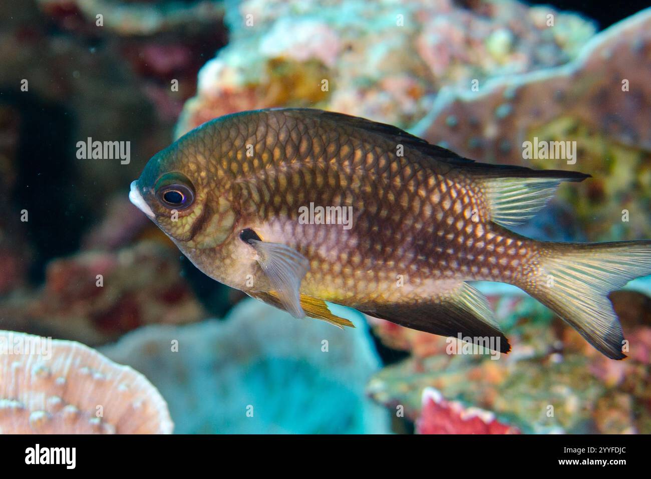 Gelb gesprenkelt Chromis, Chromis alpha, Lava Flow Tauchplatz, Gunung API, Banda Neira, Banda Inseln, Indonesien Stockfoto