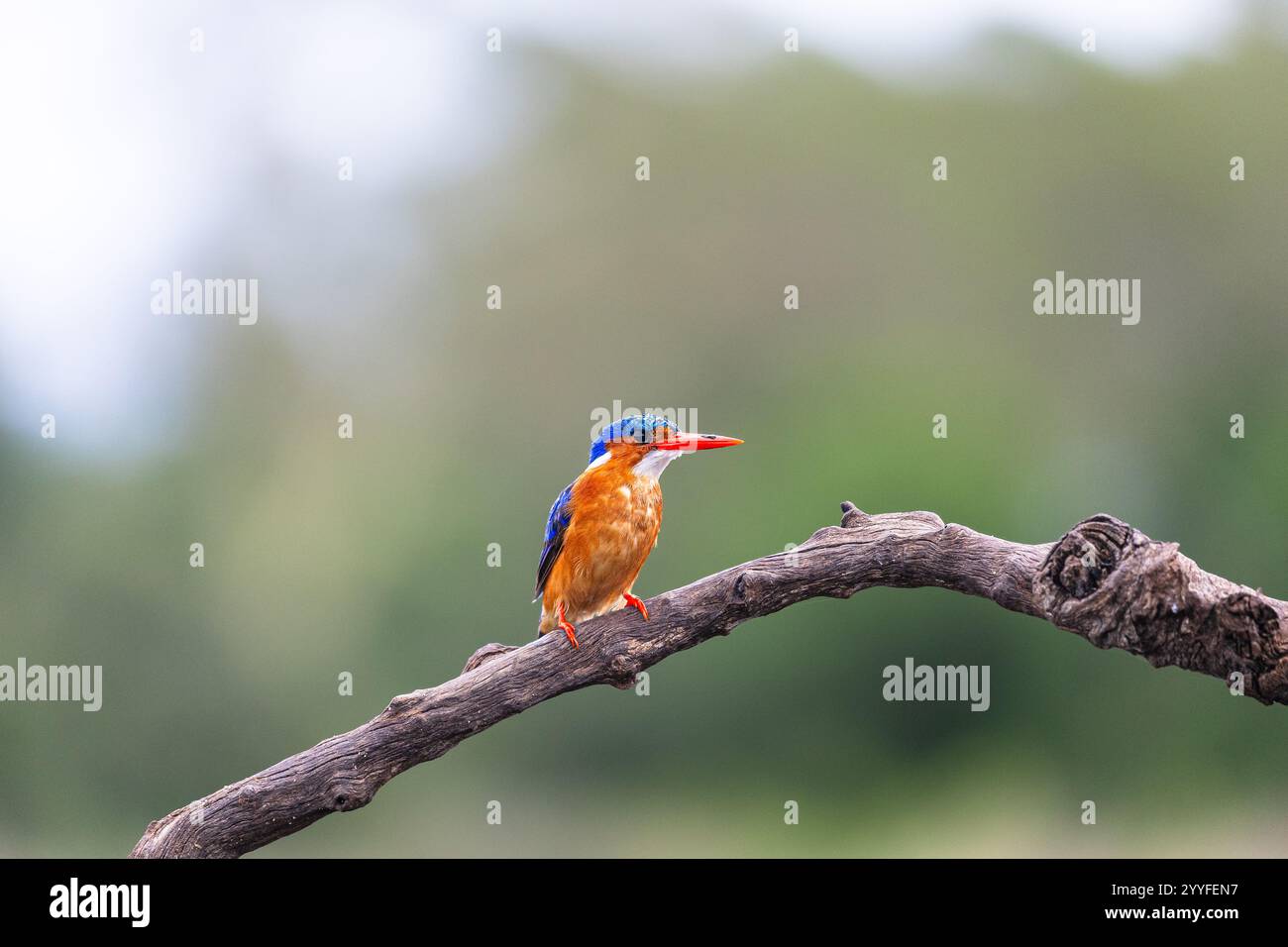 Der Malachit-eisvogel (Corythornis cristatus), Zimanga, Südafrika Stockfoto
