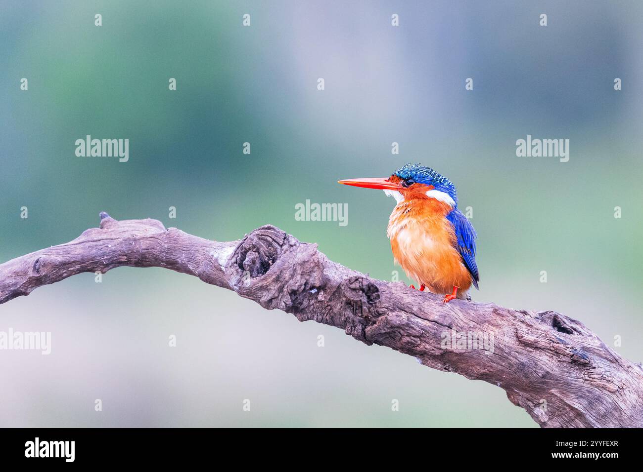 Der Malachit-eisvogel (Corythornis cristatus), Zimanga, Südafrika Stockfoto