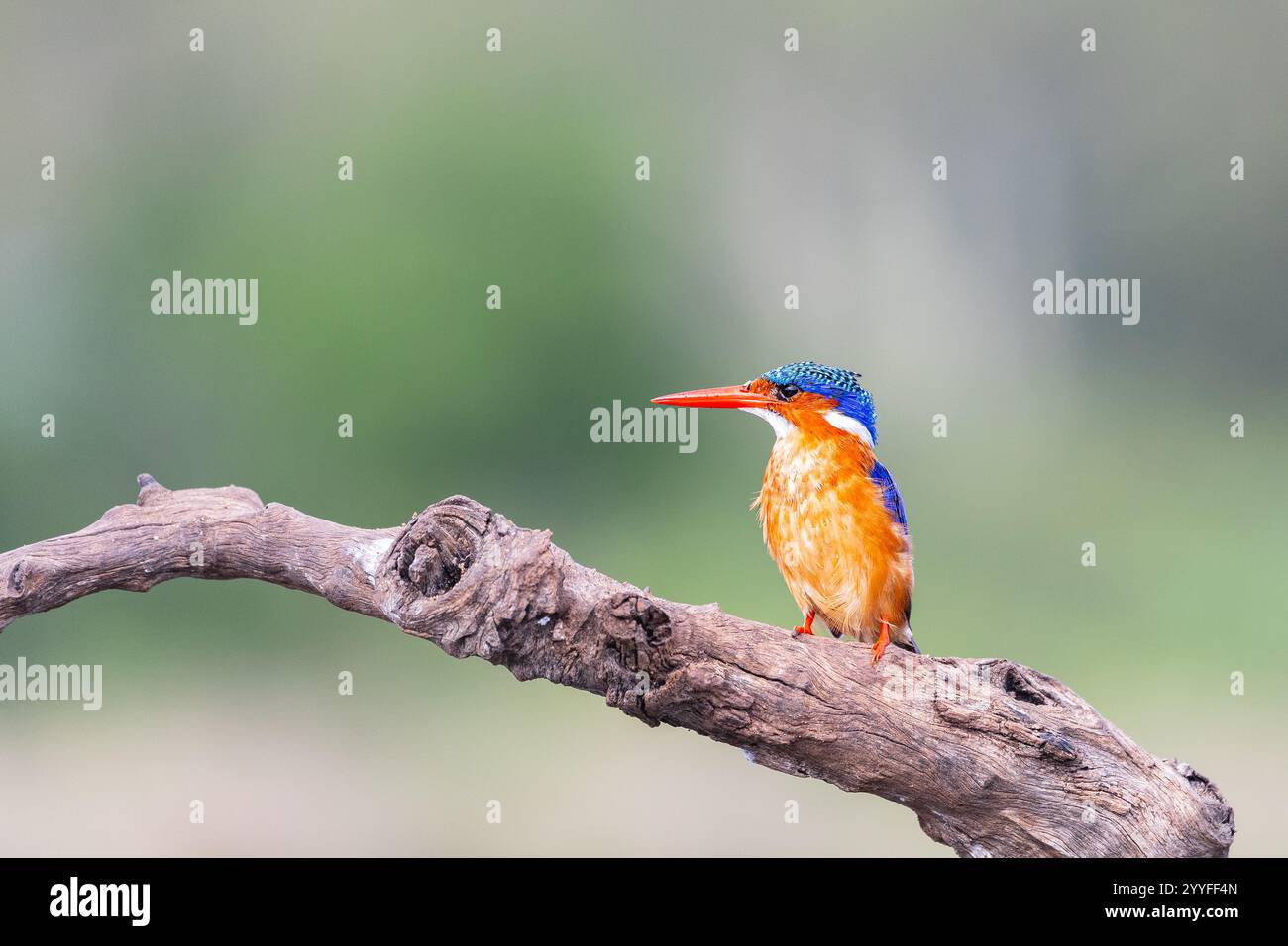 Der Malachit-eisvogel (Corythornis cristatus), Zimanga, Südafrika Stockfoto