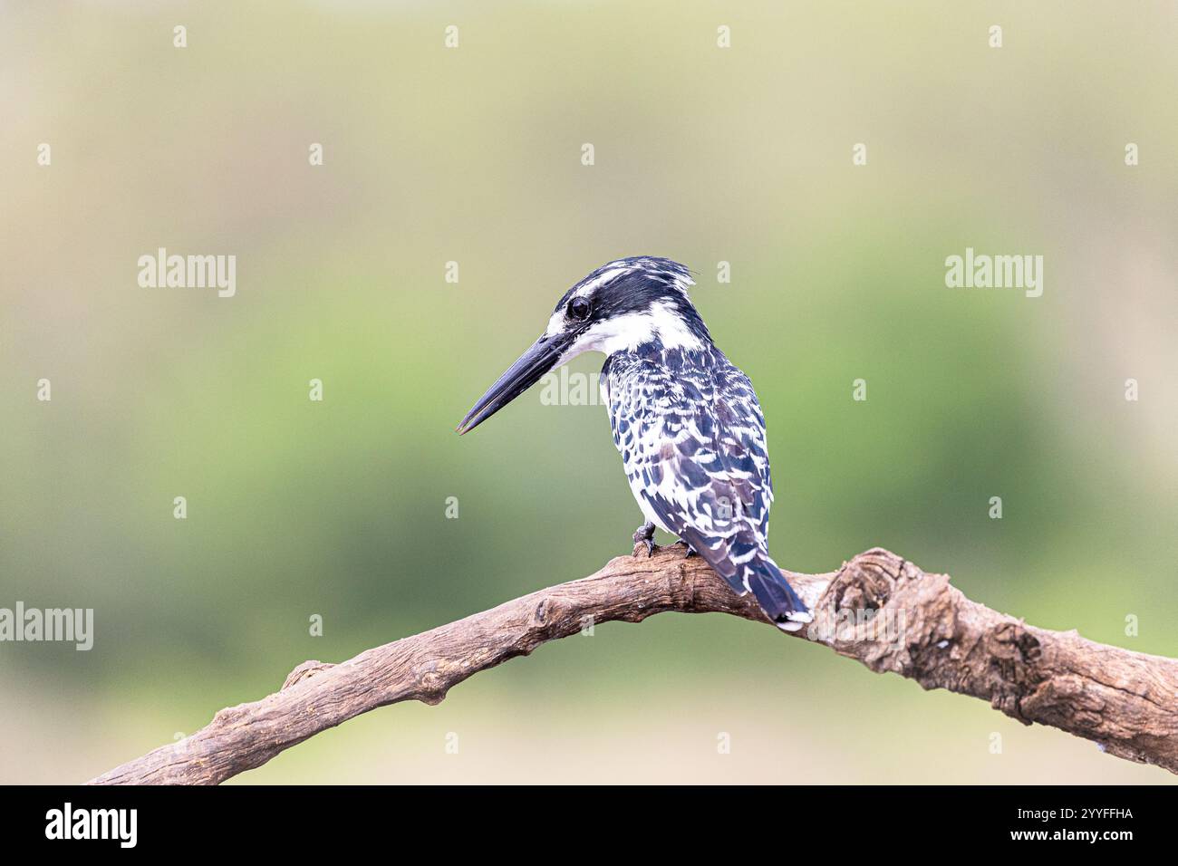 rattenvogel (Ceryle rudis), Zimanga, Südafrika Stockfoto