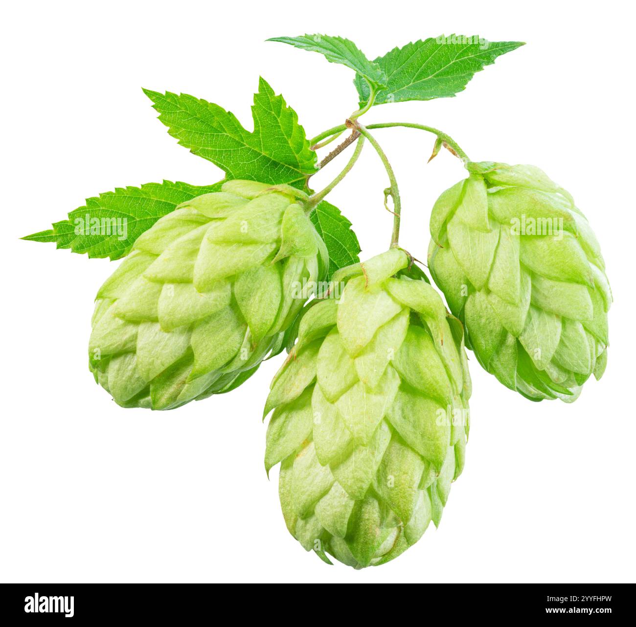 Frischer grüner Hopfen oder Hopfenkegelblüten mit Blättern auf weißem Hintergrund. Datei enthält Beschneidungspfad. Stockfoto