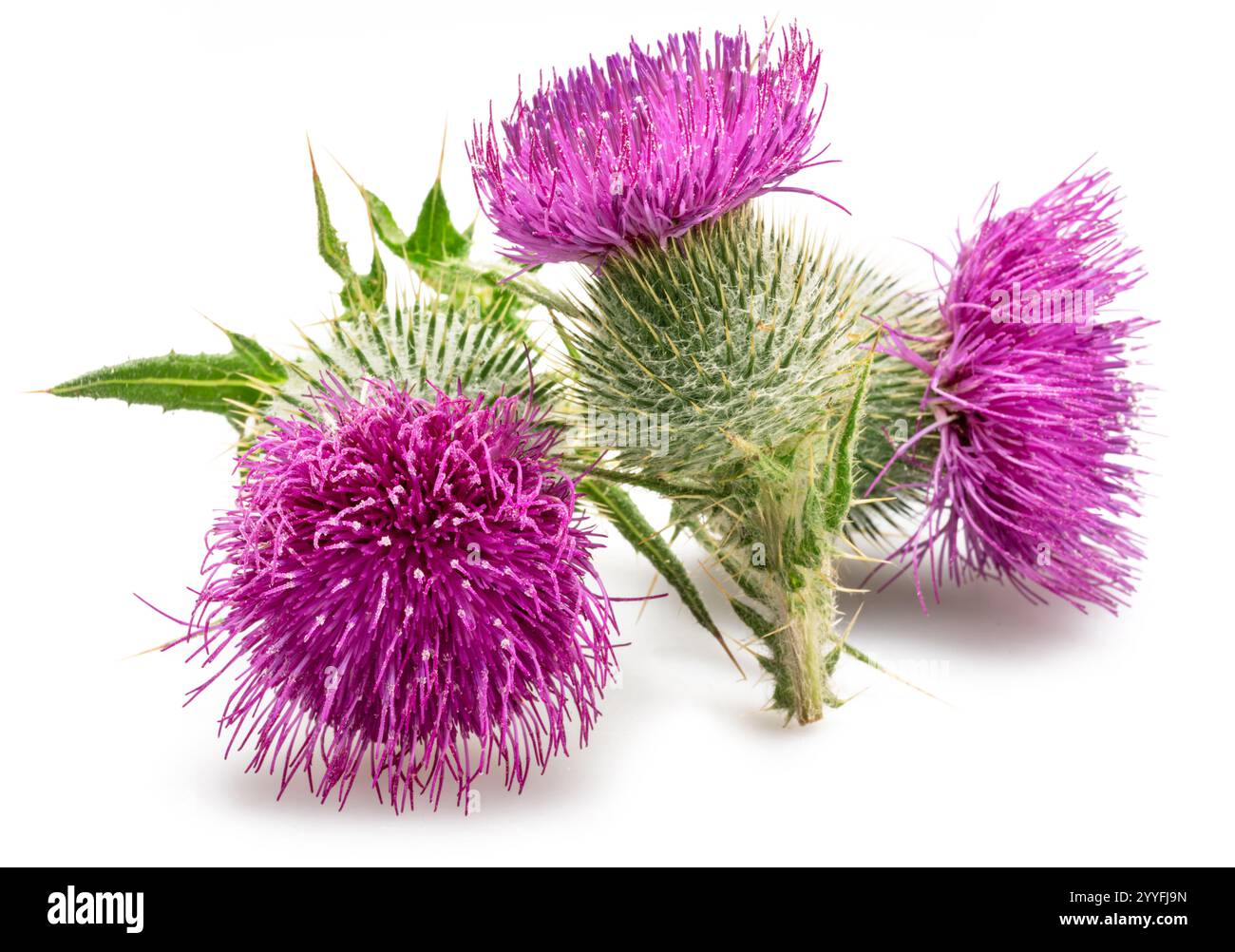 Mariendistel Blumenköpfe isoliert auf weißem Hintergrund. Stockfoto