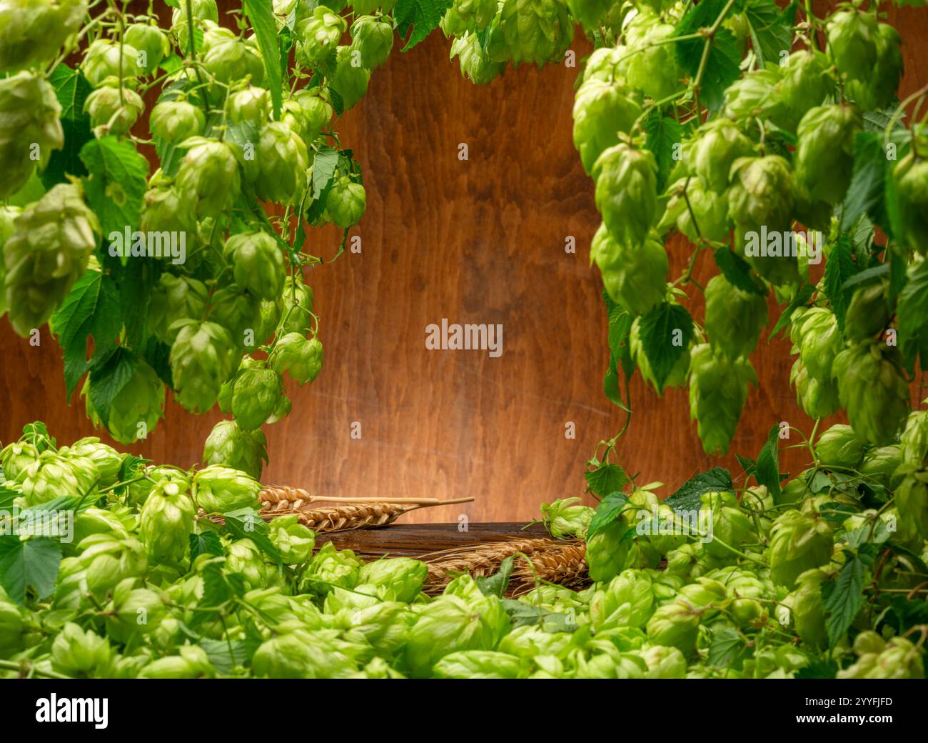 Frische grüne Hopfenblüten und üppige Blätter von Hopfenreben sind als Rahmen und Holzwand und Tisch im Hintergrund angeordnet. Eine Schlüsselkomponente des Aromas Stockfoto