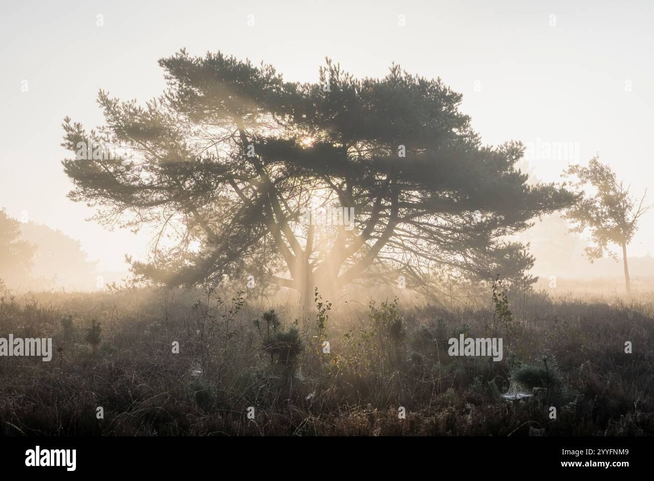 Leichter Dunst oder Morgennebel. Die Sonne scheint durch die Bäume auf einem Moor. Sonnige magische Landschaft im Sonnenaufgang am Morgen. Sonne Stockfoto Leichter Dunst oder Morgennebel. Die Sonne scheint durch die Bäume auf einem Moor. Sonnige magische Landschaft im Sonnenaufgang am Morgen. Sonne Stockfoto
