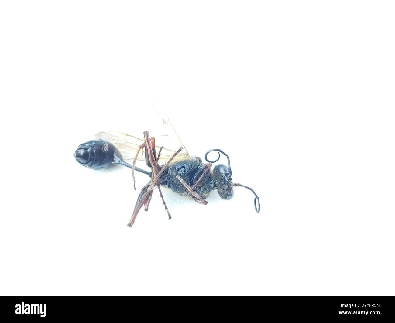 Asiatische Schlamm-Dauber-Wasp (Sceliphron curvatum) Stockfoto