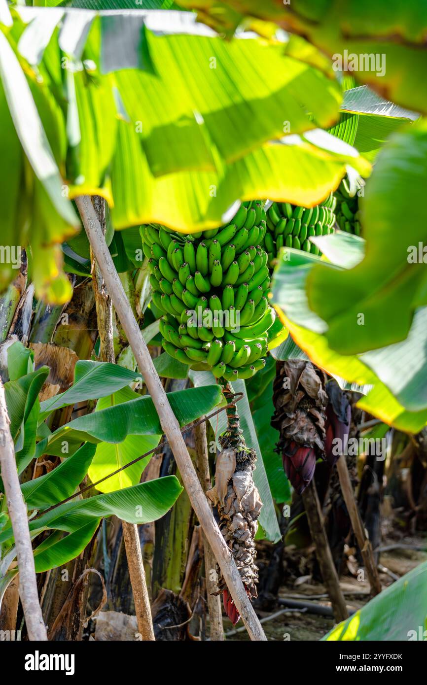 Ein Haufen Bananen hängt an einem Baum. Die Bananen sind grün und wachsen in einem Dschungel Stockfoto