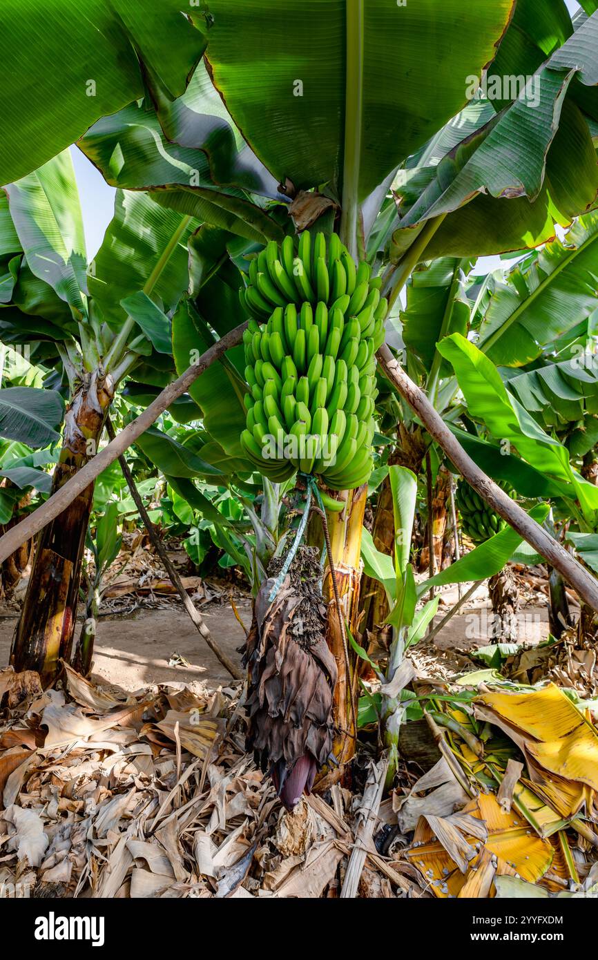 Ein Haufen Bananen hängt an einem Baum. Die Bananen sind grün und unreif. Der Baum ist von anderen Bäumen und Büschen umgeben Stockfoto