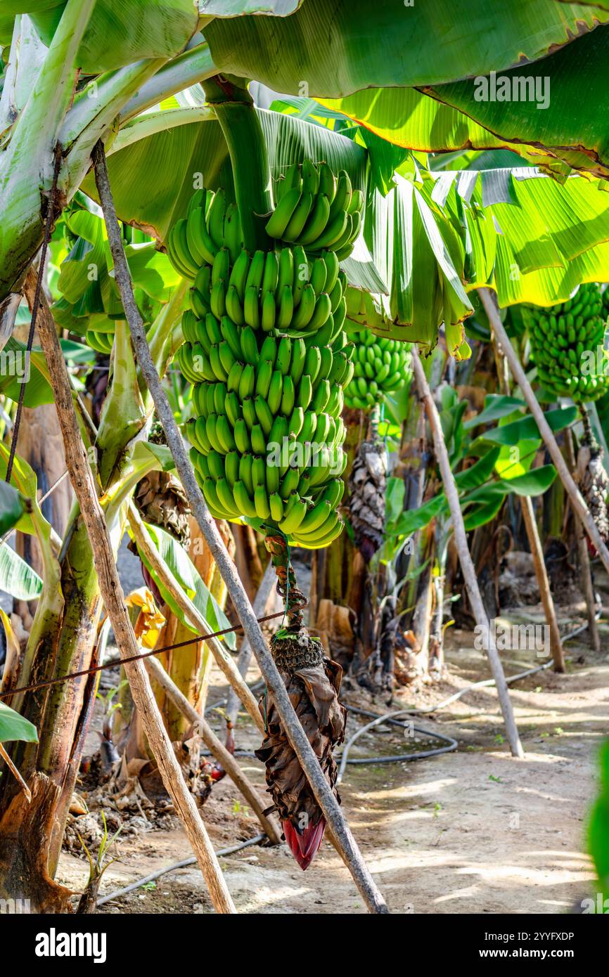 Ein Haufen Bananen hängt an einem Baum. Die Bananen sind grün und wachsen auf einem Feld Stockfoto