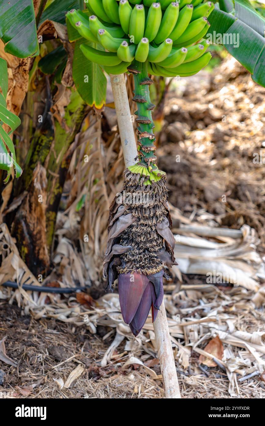 Ein Haufen Bananen hängt an einem Baum. Die Bananen sind grün und unreif. Konzept des Wachstums und Potenzials, da die Bananen noch im Gange sind Stockfoto