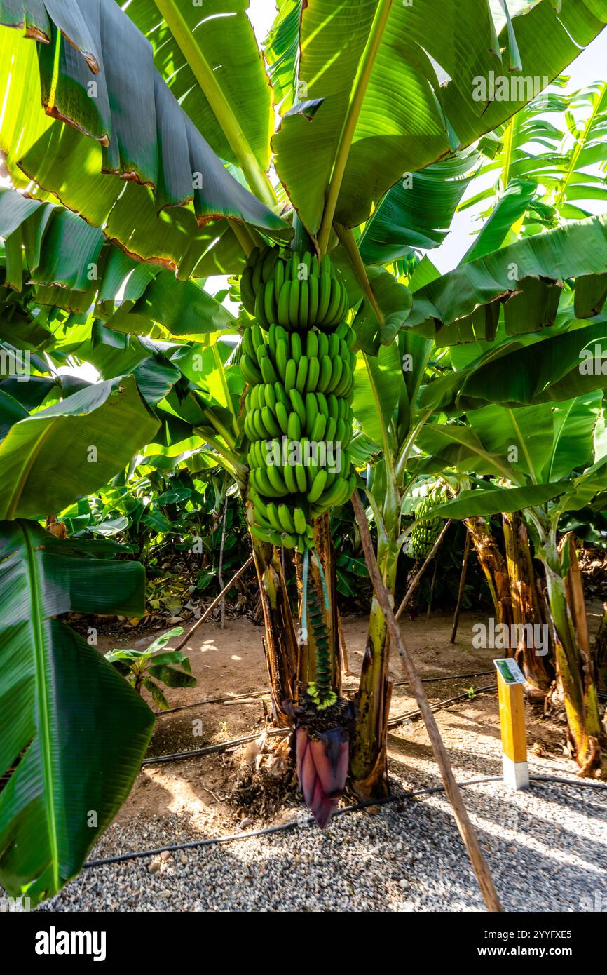 Ein Haufen Bananen hängt an einem Baum. Die Bananen sind grün und wachsen auf einem Baum Stockfoto