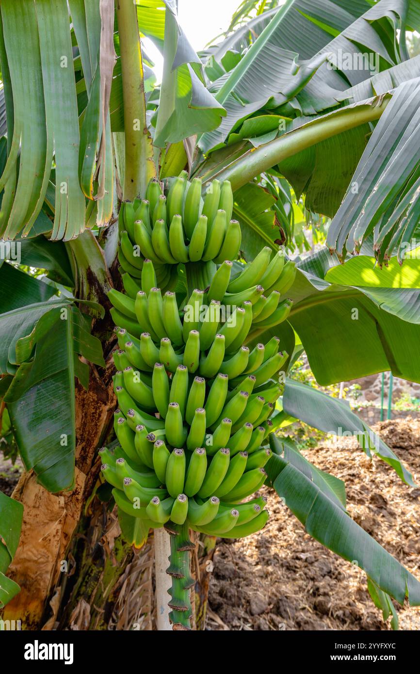 Ein Haufen grüner Bananen hängt an einem Baum. Die Bananen sind reif und bereit für die Ernte Stockfoto