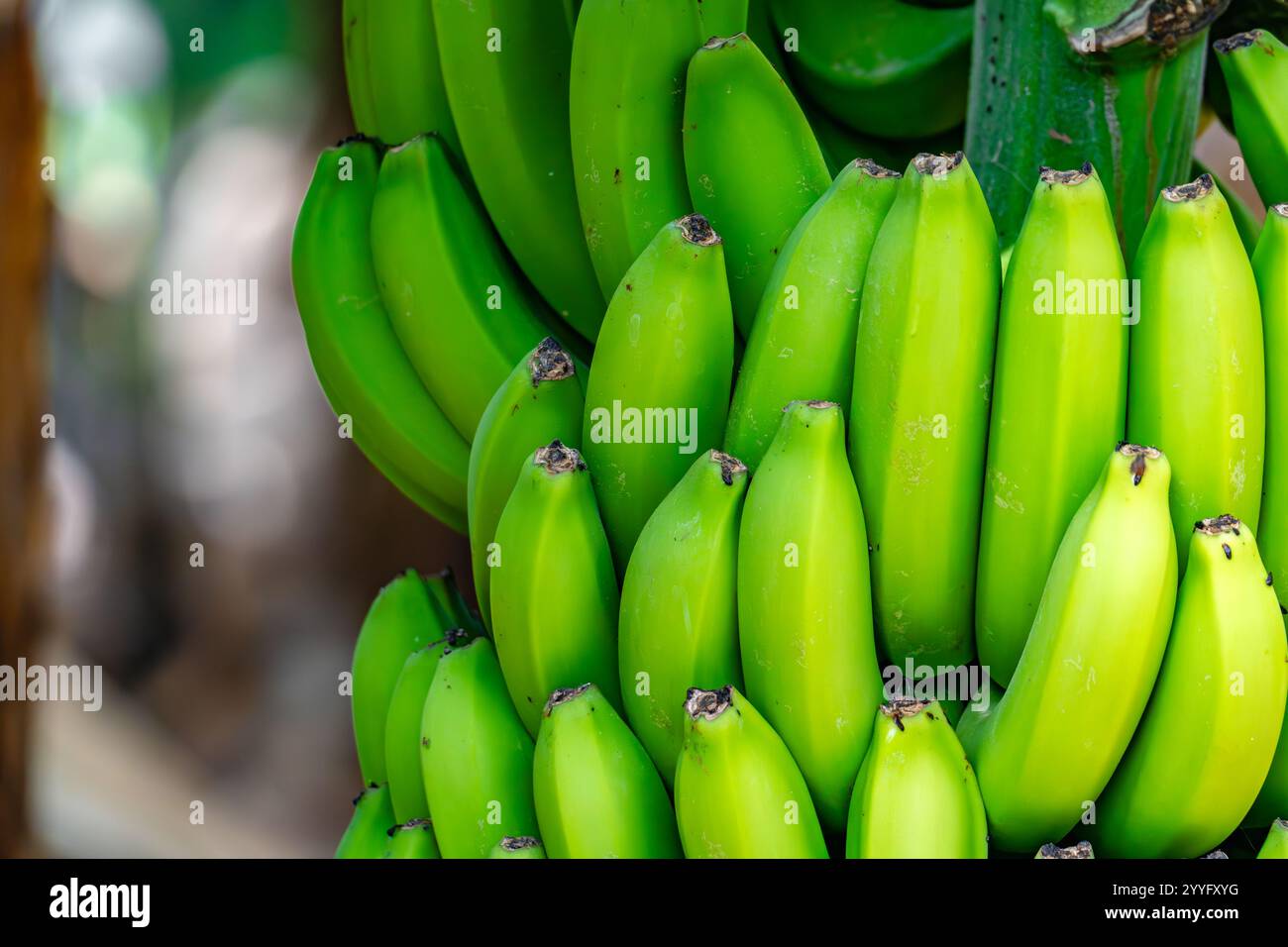 Ein Haufen grüner Bananen hängt an einem Baum. Die Bananen sind reif und bereit zum Verzehr Stockfoto