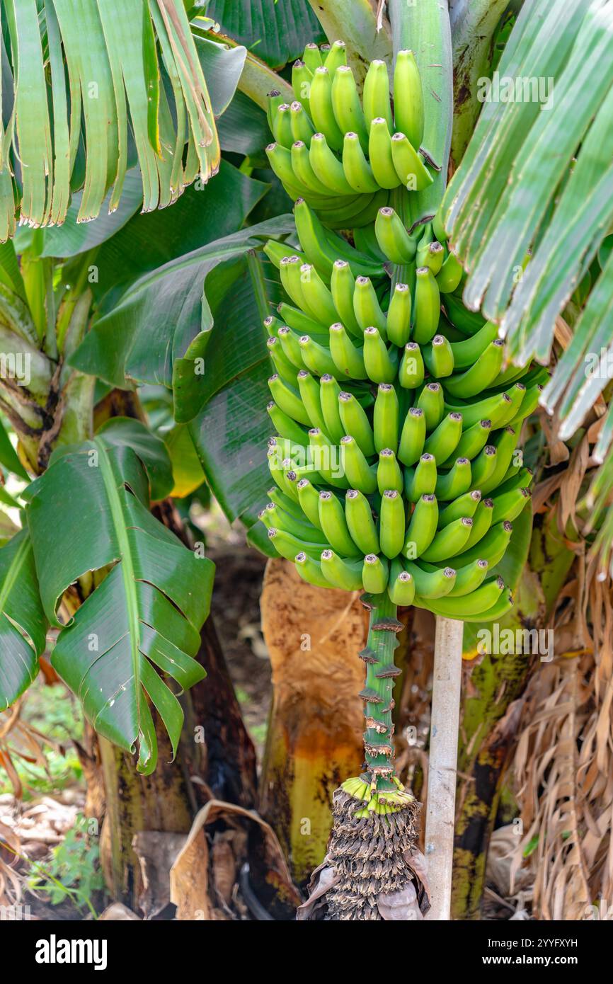 Ein Haufen grüner Bananen hängt an einem Baum. Die Bananen sind reif und bereit für die Ernte Stockfoto