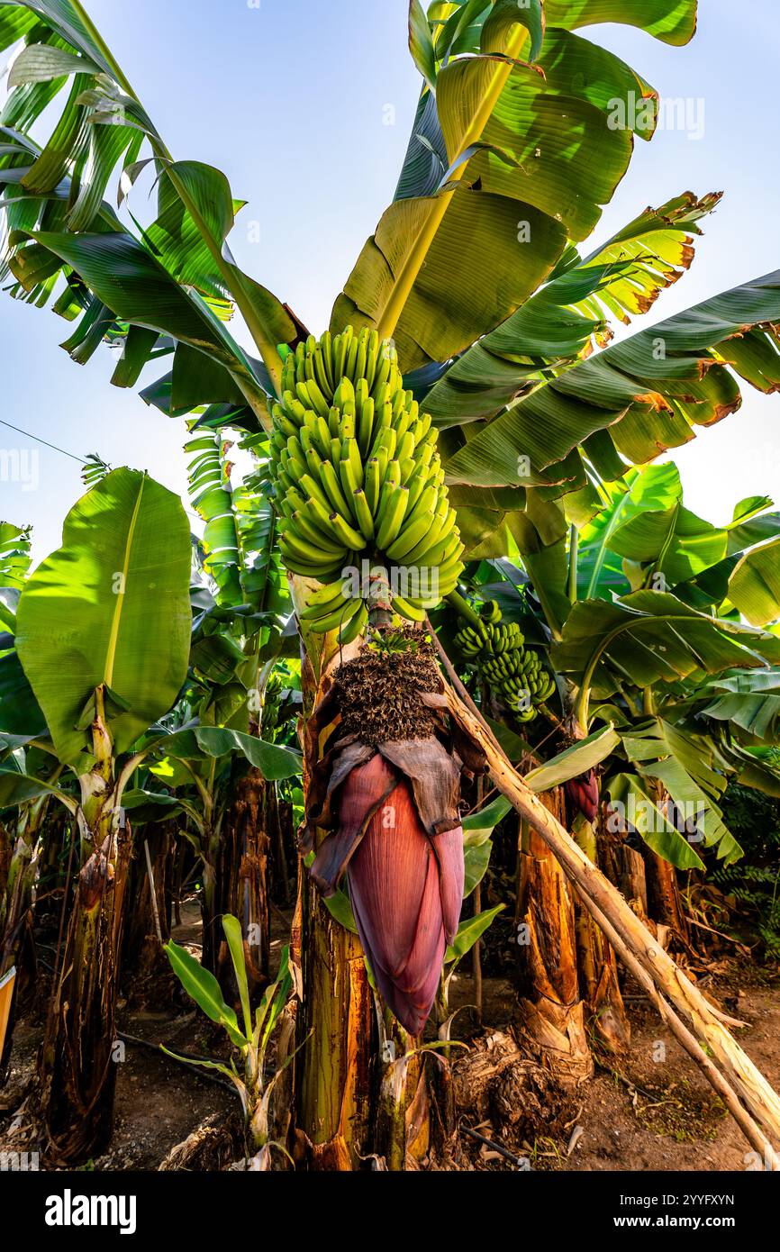 Ein Bananenbänke mit einem Haufen Blätter im Hintergrund. Die Bananen sind grün und die Blätter grün Stockfoto