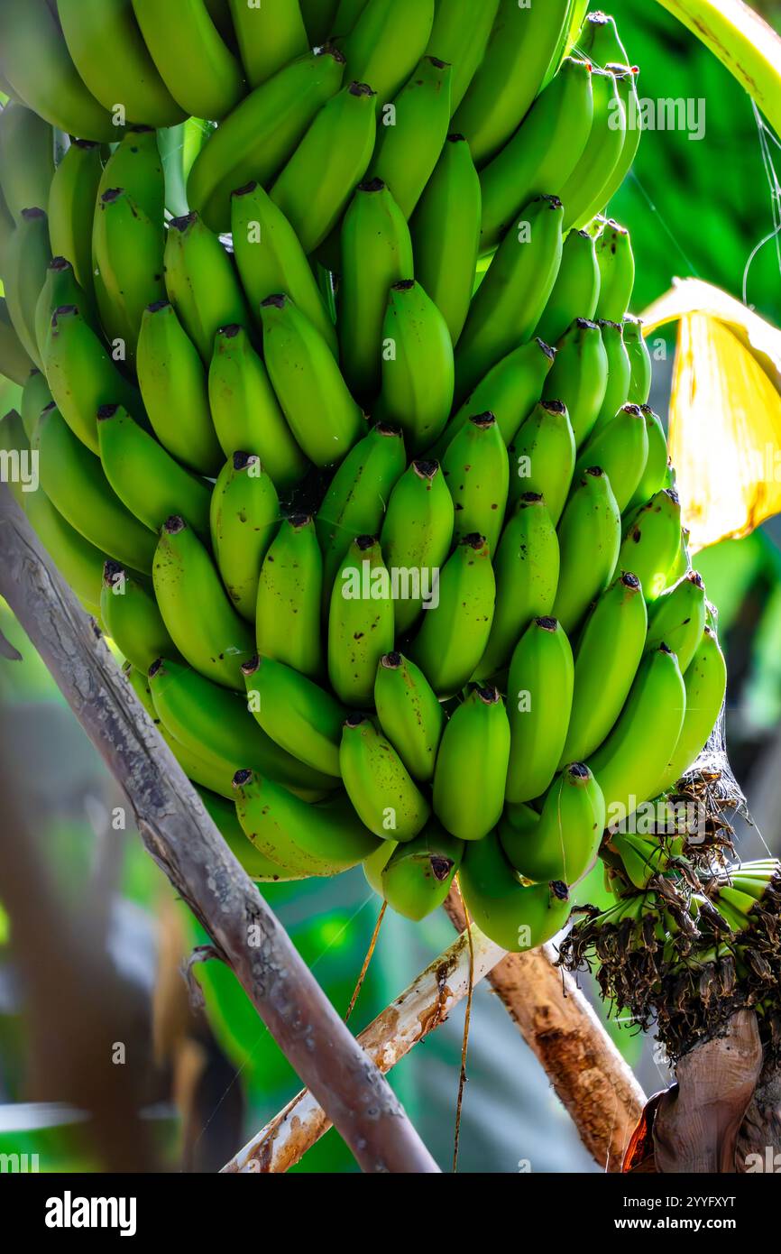 Ein Haufen grüner Bananen hängt an einem Baum. Die Bananen sind reif und bereit zum Verzehr Stockfoto