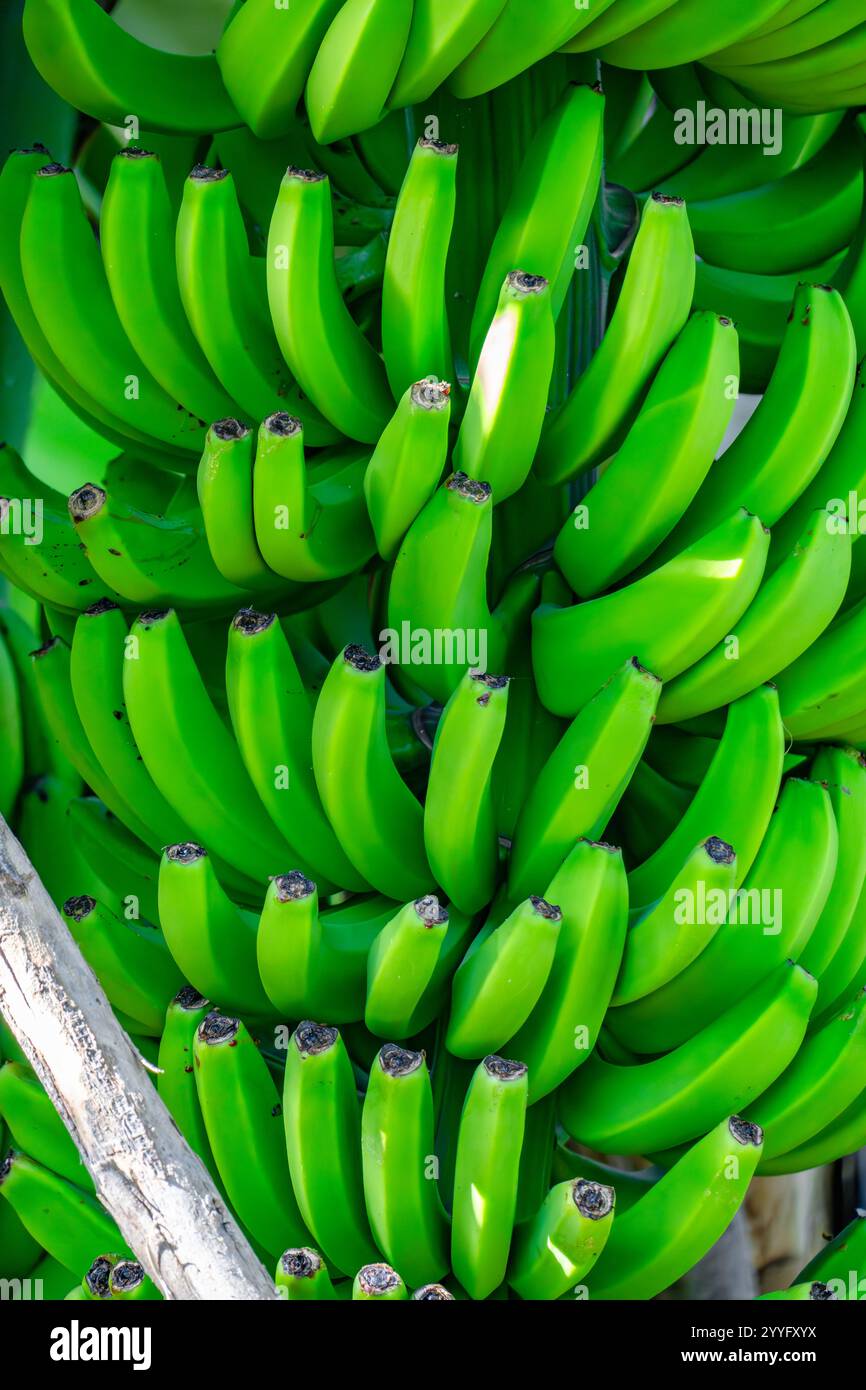Ein Haufen grüner Bananen hängt an einem Baum. Die Bananen sind zusammengebündelt und alle sind grün Stockfoto