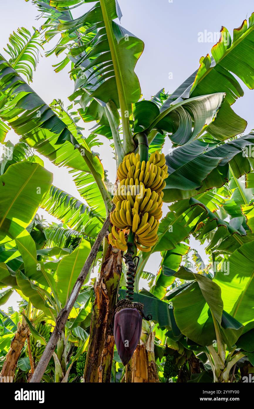 Ein Haufen Bananen hängt an einem Baum. Die Bananen sind gelb und grün. Der Baum ist voller Blätter Stockfoto