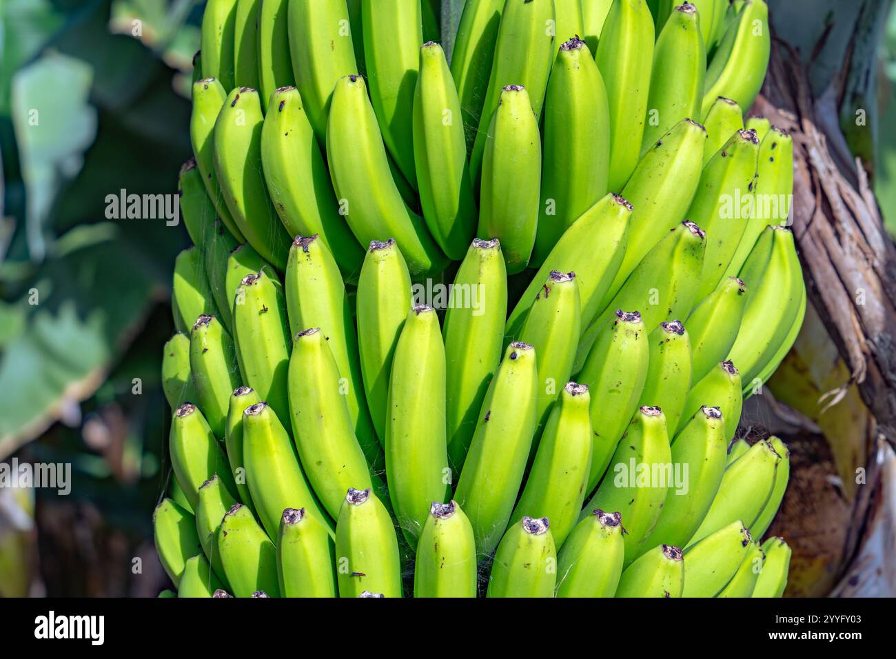 Ein Haufen grüner Bananen hängt an einem Baum. Die Bananen sind reif und bereit zum Verzehr Stockfoto