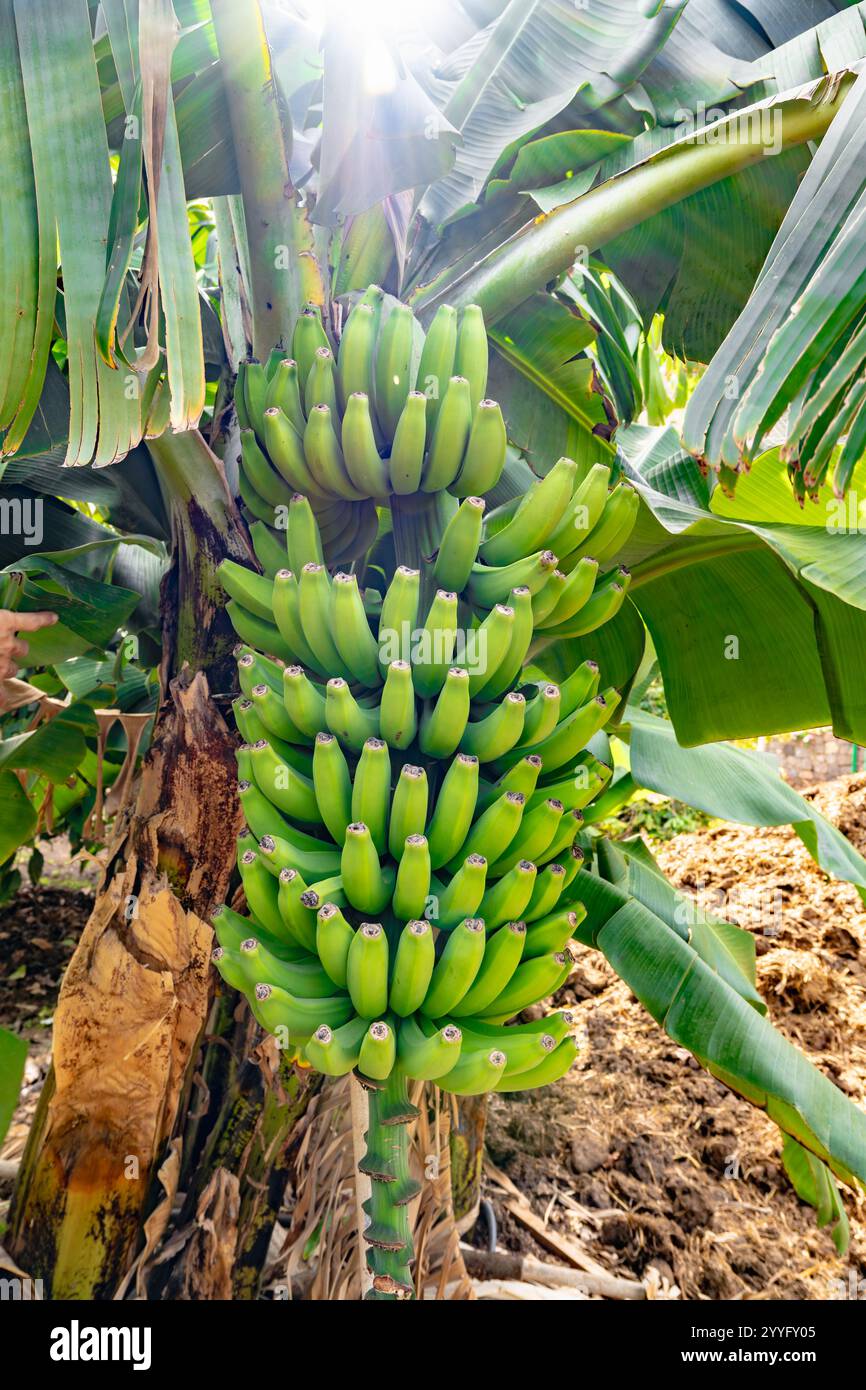 Ein Haufen grüner Bananen hängt an einem Baum. Die Bananen sind zusammengebündelt und haben eine sehr grüne Farbe Stockfoto
