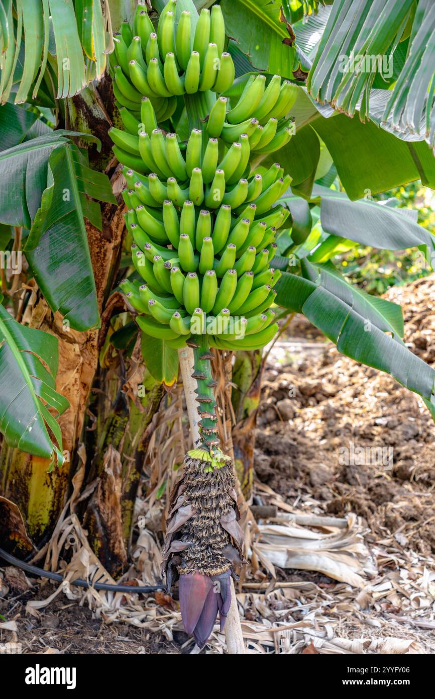 Ein Haufen grüner Bananen hängt an einem Baum. Die Bananen sind reif und bereit für die Ernte Stockfoto