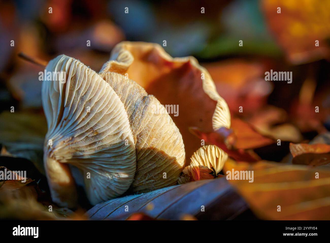 Die Krötenkappe kräuselt sich am Ende der Blütezeit und zeigt einen atmosphärischen Zerfall Stockfoto