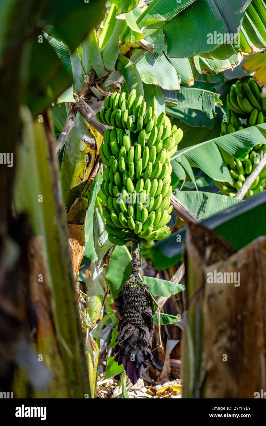 Ein Haufen grüner Bananen hängt an einem Baum. Die Bananen sind reif und bereit für die Ernte Stockfoto