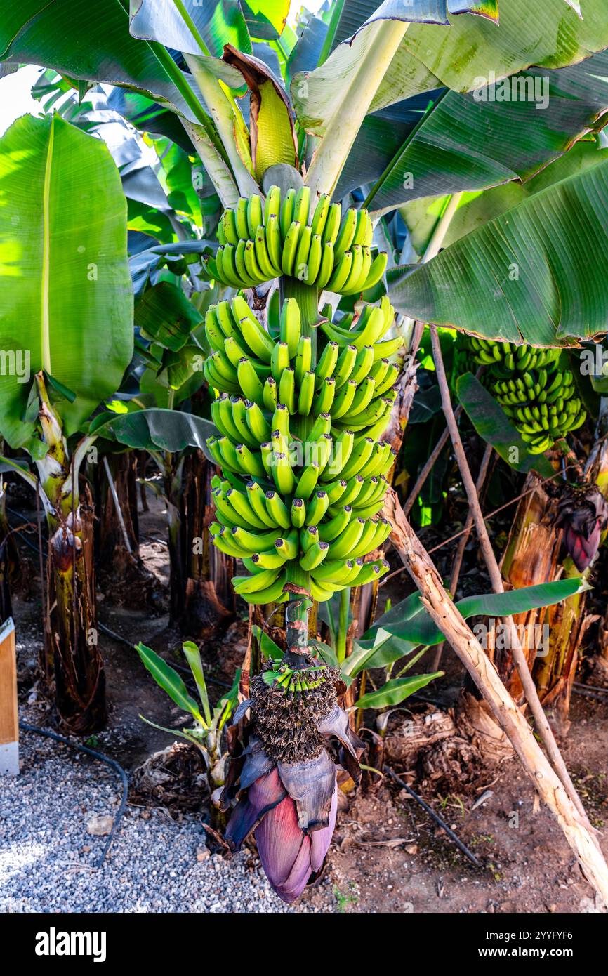 Ein Haufen grüner Bananen hängt an einem Baum. Die Bananen sind reif und bereit für die Ernte Stockfoto