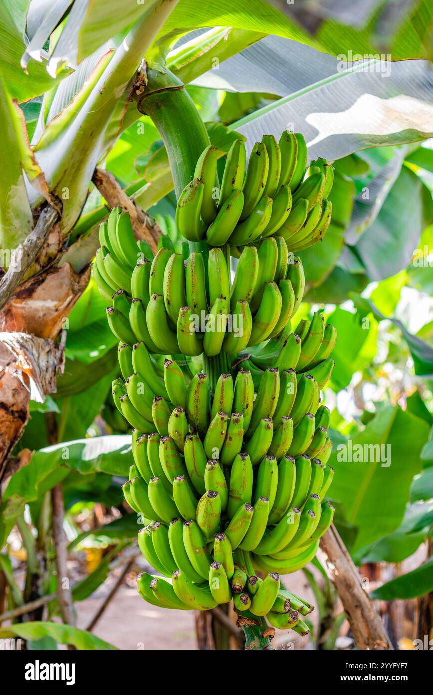 Ein Haufen grüner Bananen hängt an einem Baum. Die Bananen sind reif und bereit für die Ernte Stockfoto