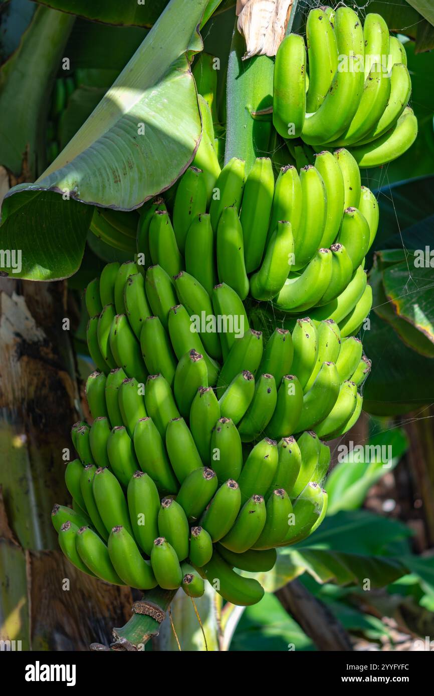 Ein Haufen grüner Bananen hängt an einem Baum. Die Bananen sind reif und bereit für die Ernte Stockfoto