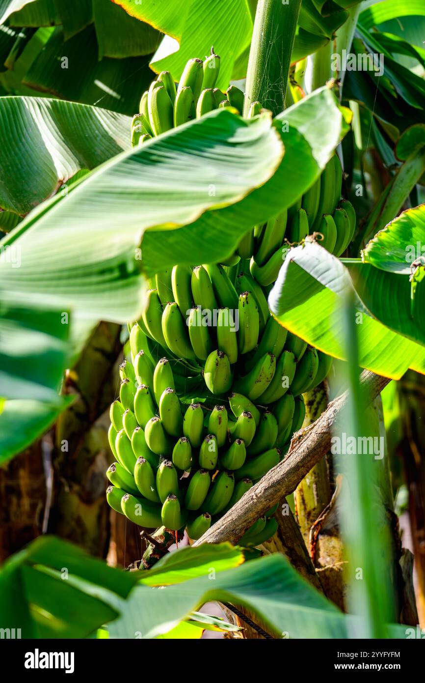 Ein Haufen grüner Bananen hängt an einem Baum. Die Bananen sind reif und bereit für die Ernte Stockfoto