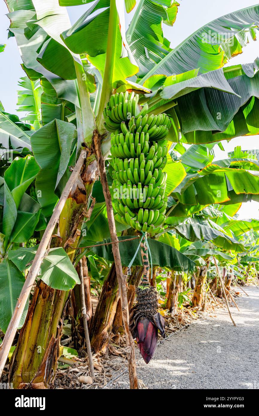 Ein Haufen grüner Bananen hängt an einem Baum. Die Bananen sind reif und bereit für die Ernte Stockfoto