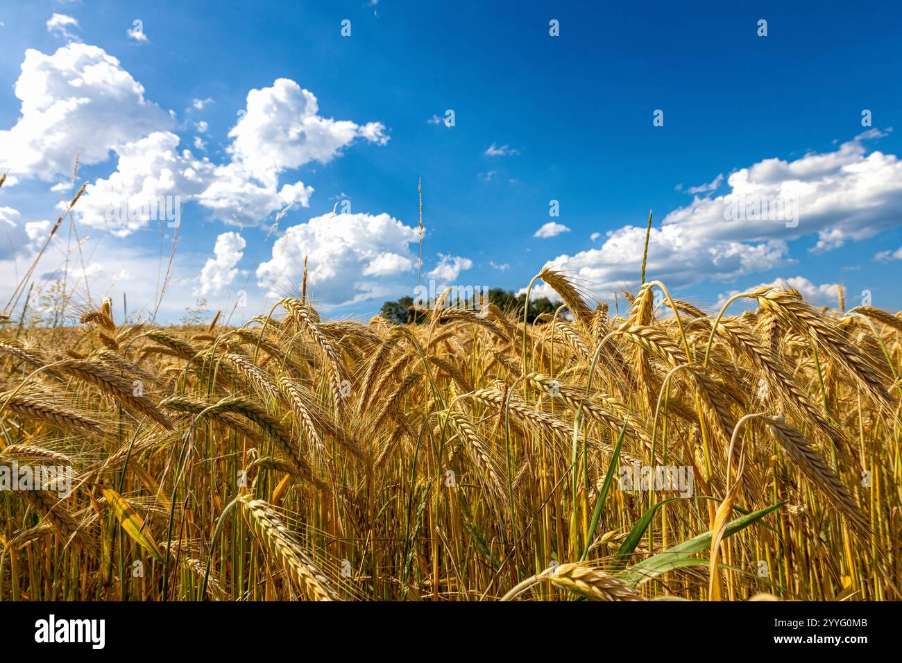 Goldenes Weizenfeld und Sonnenuntergang Himmel, Landschaft der landwirtschaftlichen Getreideernte in der Erntezeit Stockfoto