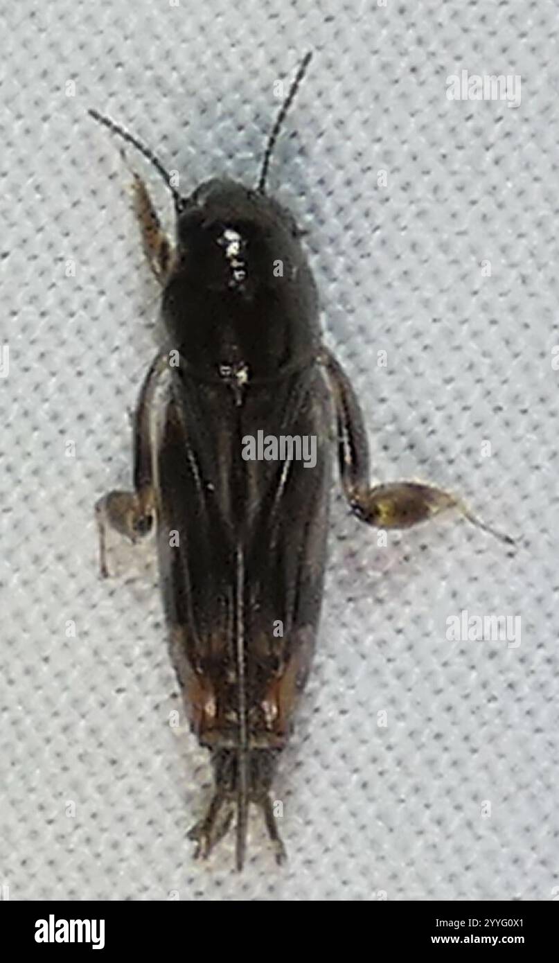 Größerer Zwergmole Grasshopper (Neotridactylus apicialis) Stockfoto