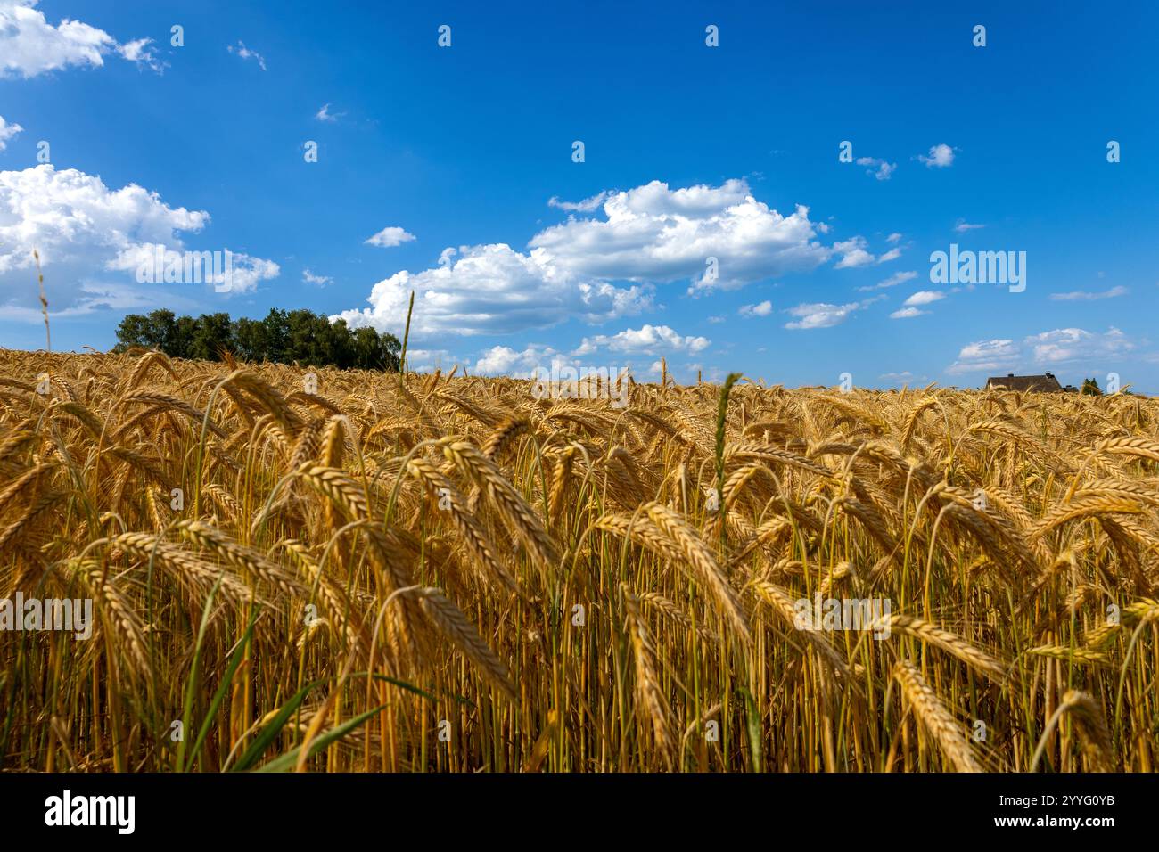 Goldenes Weizenfeld und Sonnenuntergang Himmel, Landschaft der landwirtschaftlichen Getreideernte in der Erntezeit Stockfoto