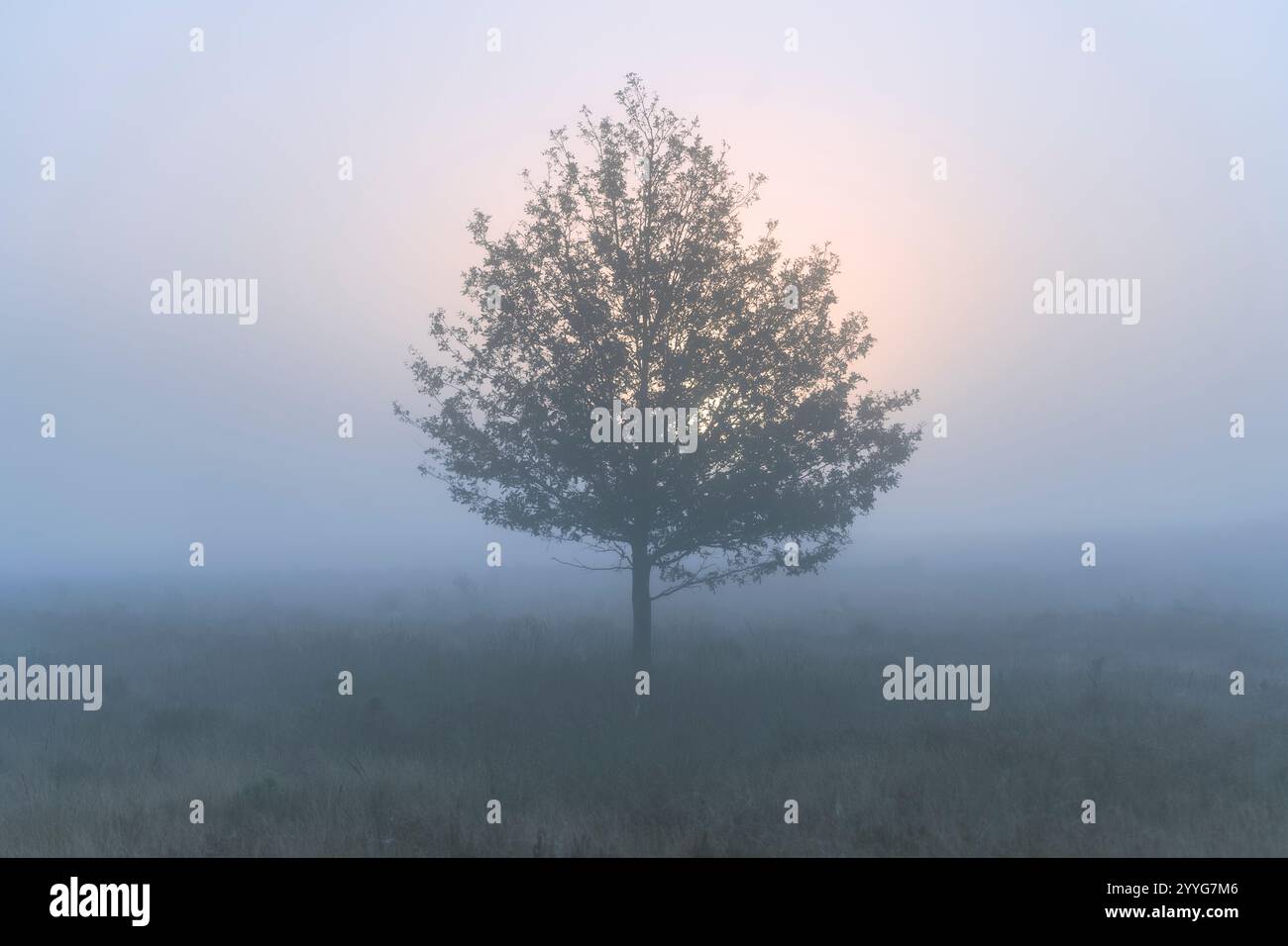 Leichter Dunst oder Morgennebel. Die Sonne scheint durch die Bäume auf einem Moor. Sonnige magische Landschaft im Sonnenaufgang am Morgen. Stockfoto