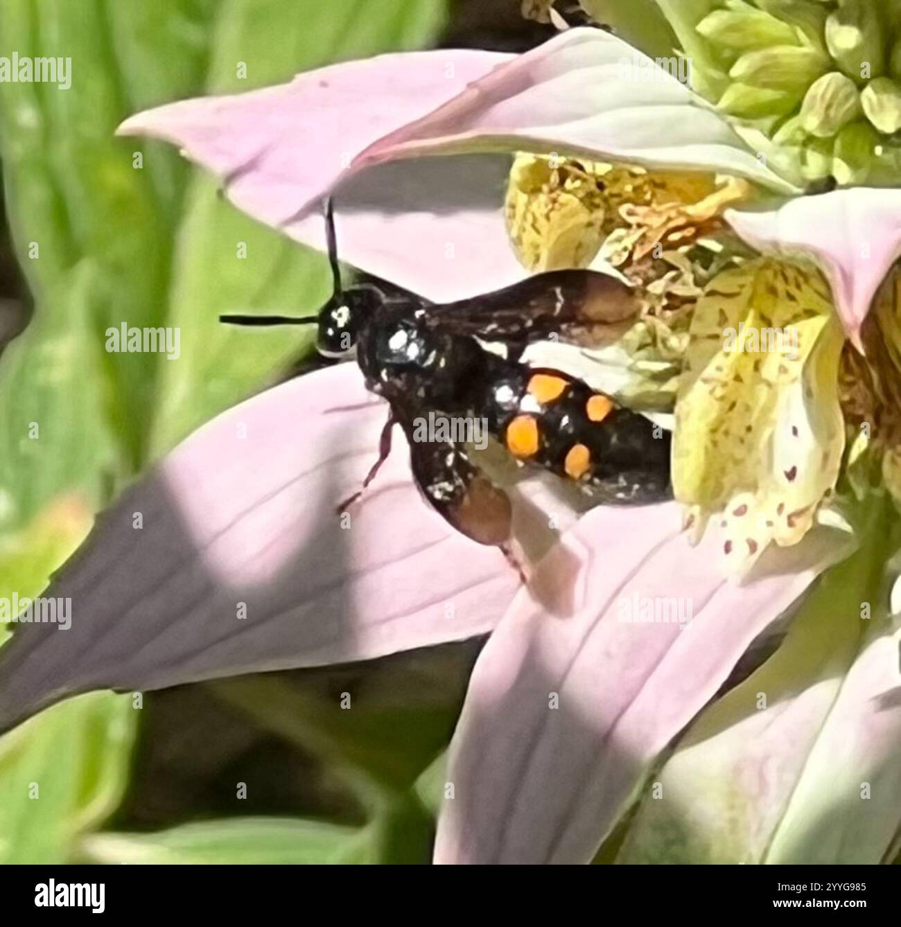 Große vierfleckige Scoliid Wasp (Pygodasis quadrimaculata) Stockfoto